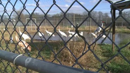 Kampf um die letzten Schreikraniche