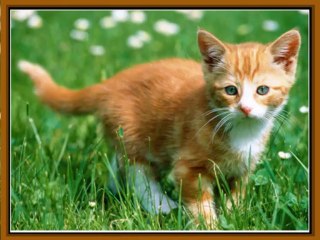 Домашние животные - Кошки