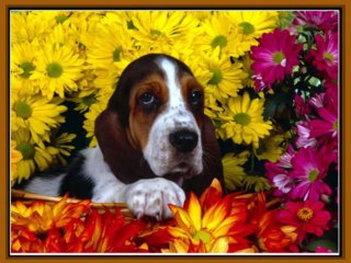 Домашние животные - Собаки