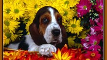 Домашние животные - Собаки
