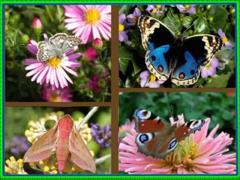 Фауна планеты ЗЕМЛЯ Часть 1 БАБОЧКИ