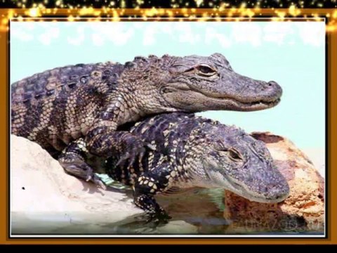 Фауна планеты ЗЕМЛЯ 2 Жители жарких стран