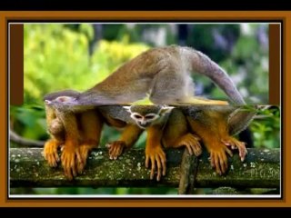 Фауна планеты ЗЕМЛЯ 3 Обезьяны(часть1)