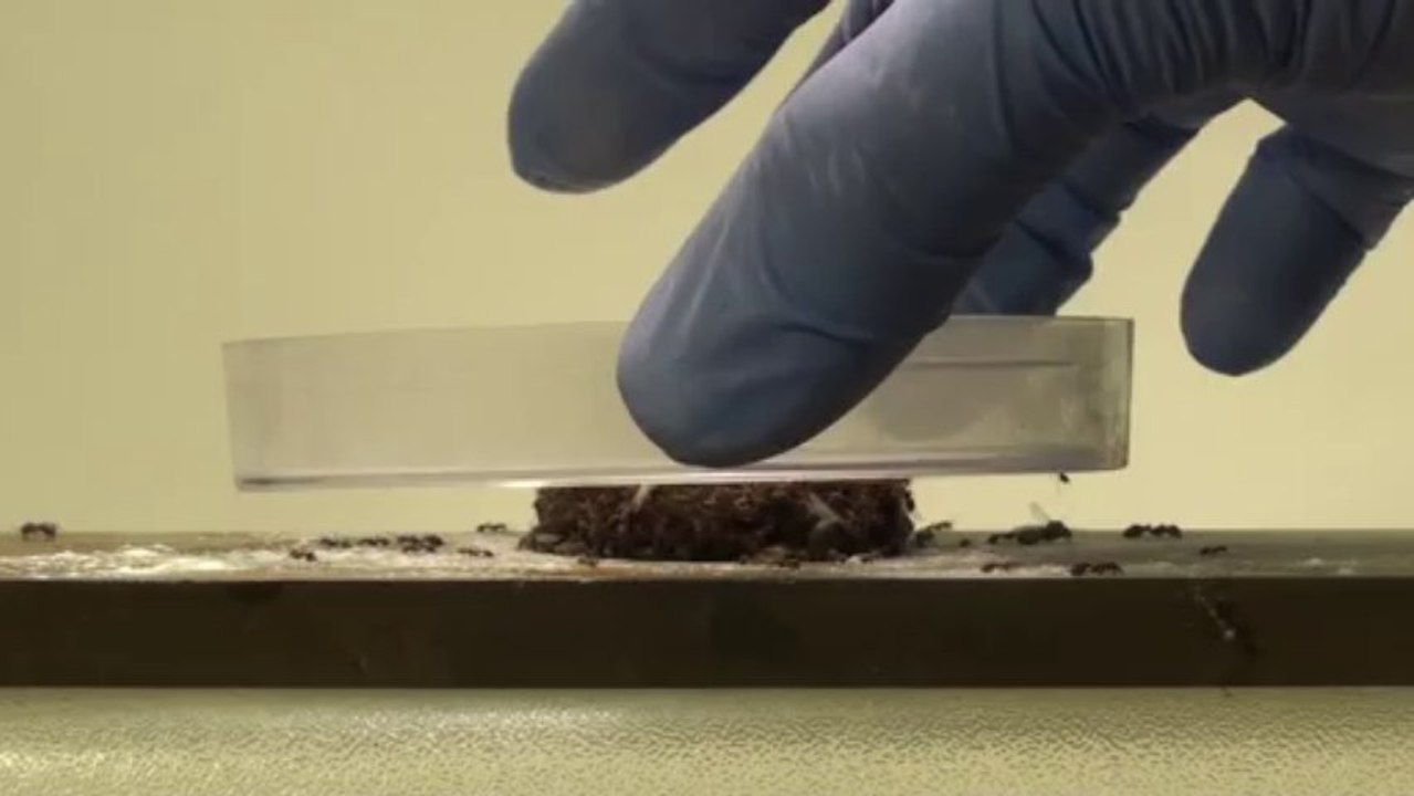 Les propriétés étonnantes des radeaux de fourmis de feu