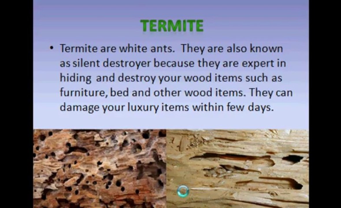 Termite Controller- Zero Pest Solutions