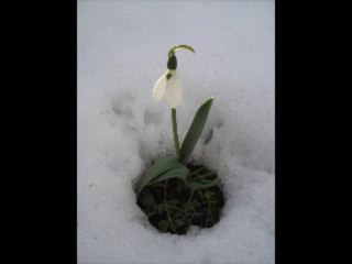 Cemile Sönmez - Su Diyari Gurbet Elde