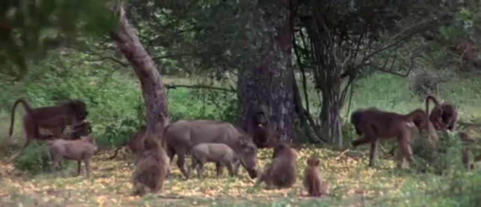 When animals get drunk!