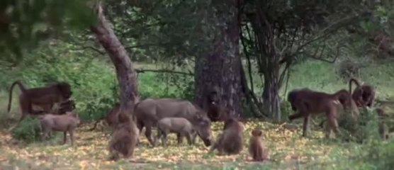 When animals get drunk!