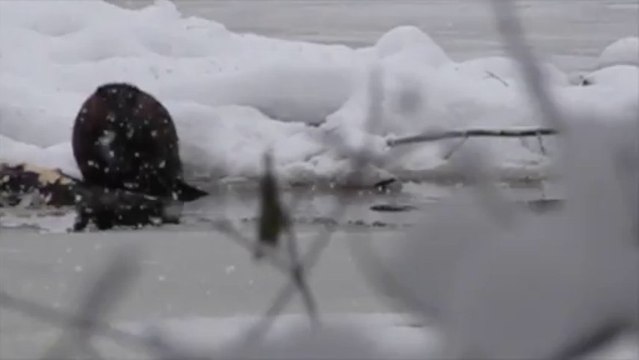 Castors sous la neige au lac Mud d'Ottawa
