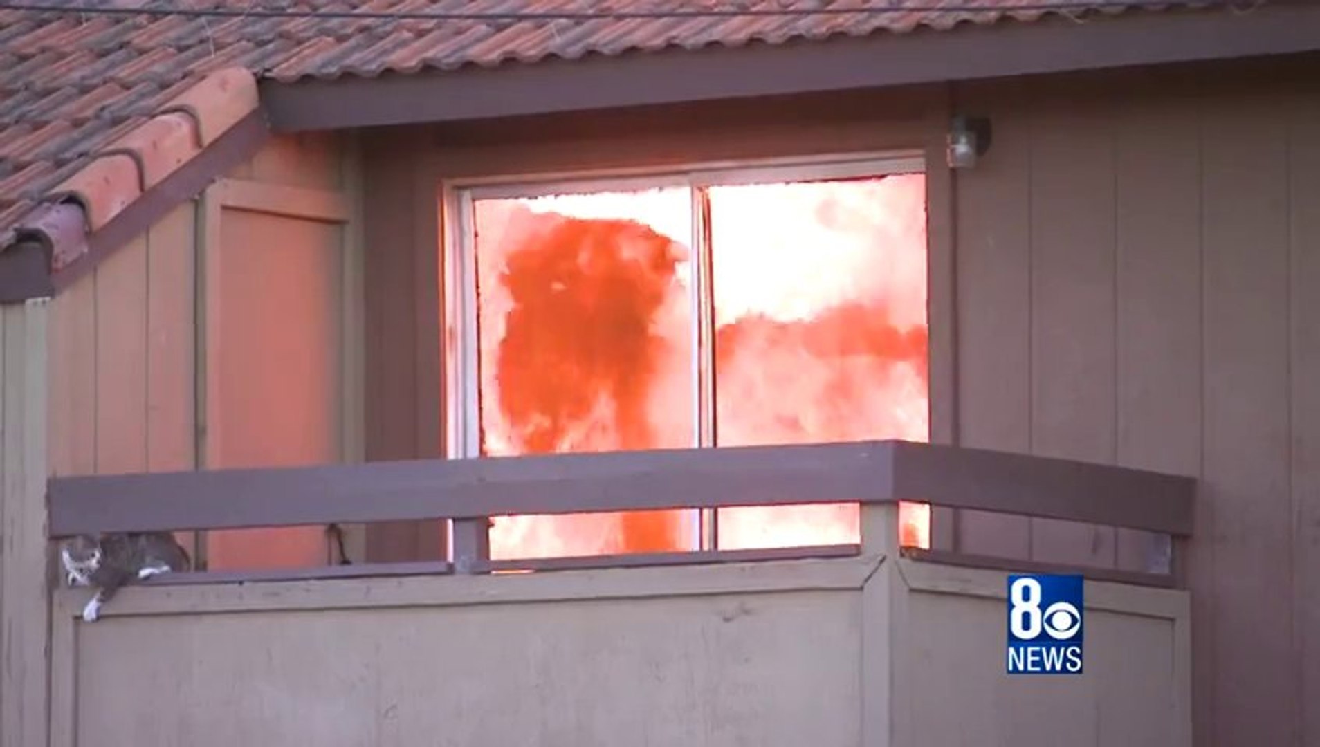 Un Chat Saute D Un Immeuble En Feu Video Dailymotion