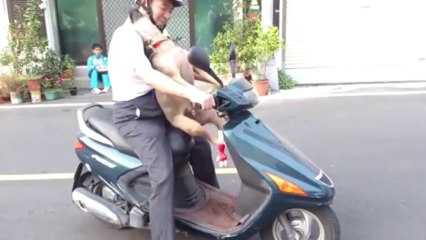 Dog Gets on Scooter like a Boss