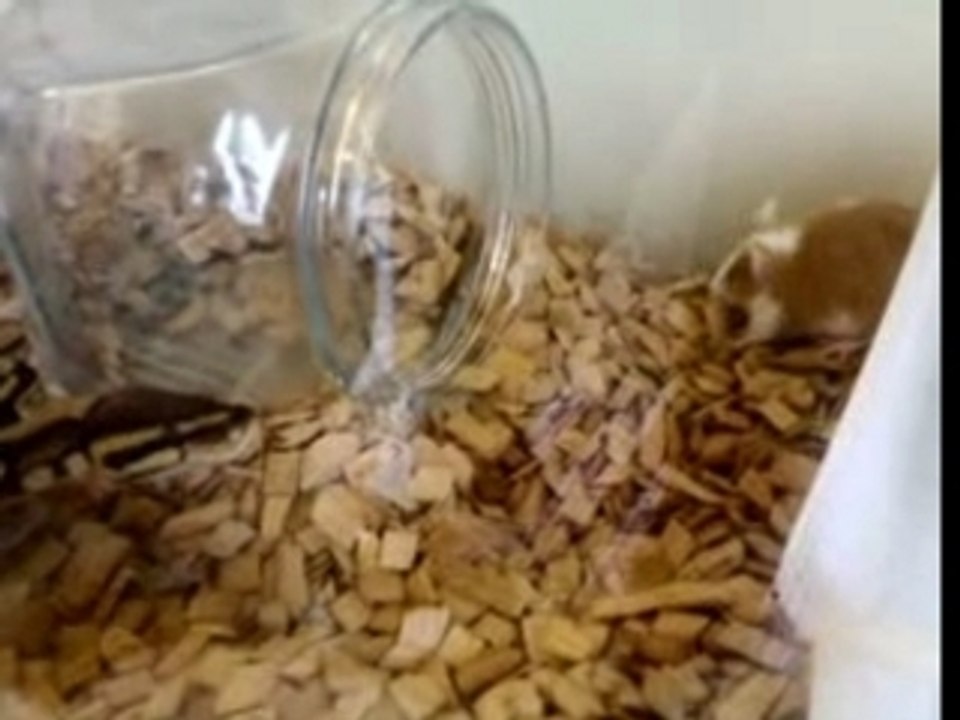 piton qui mange souris