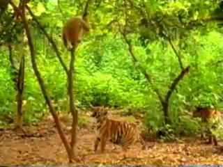 Haha this monkey is a legend prankster!!