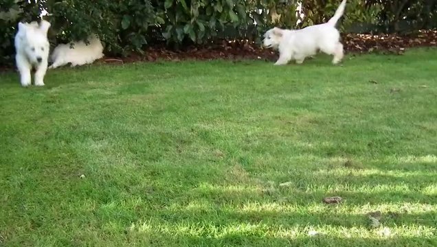 Chiots golden retriever à 8 semaines - 1