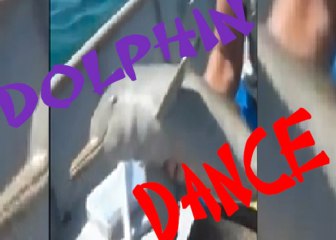 DOLPHIN DANCE: Viral Video Shows Baby Mammal Giving a Little Show for Rescuers