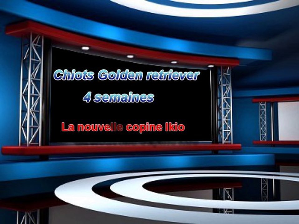 Chiots Céleste 4 semaines