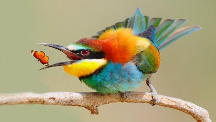 Birds (PP720)