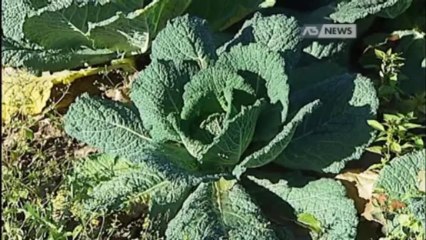 UN FUTURO NUOVO PER L'AGRICOLTURA DI MONTAGNA
