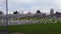 Tsunami d'oies sur un terrain de baseball!