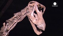 Un squelette de diplodocus adjugé pour 480.000 euros à Londres