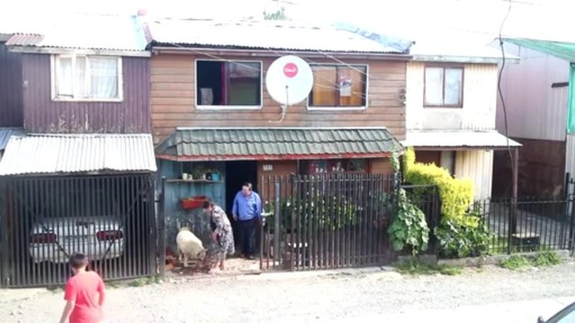 Un chien rentre du bois pour aider ses maîtres. Enorme...