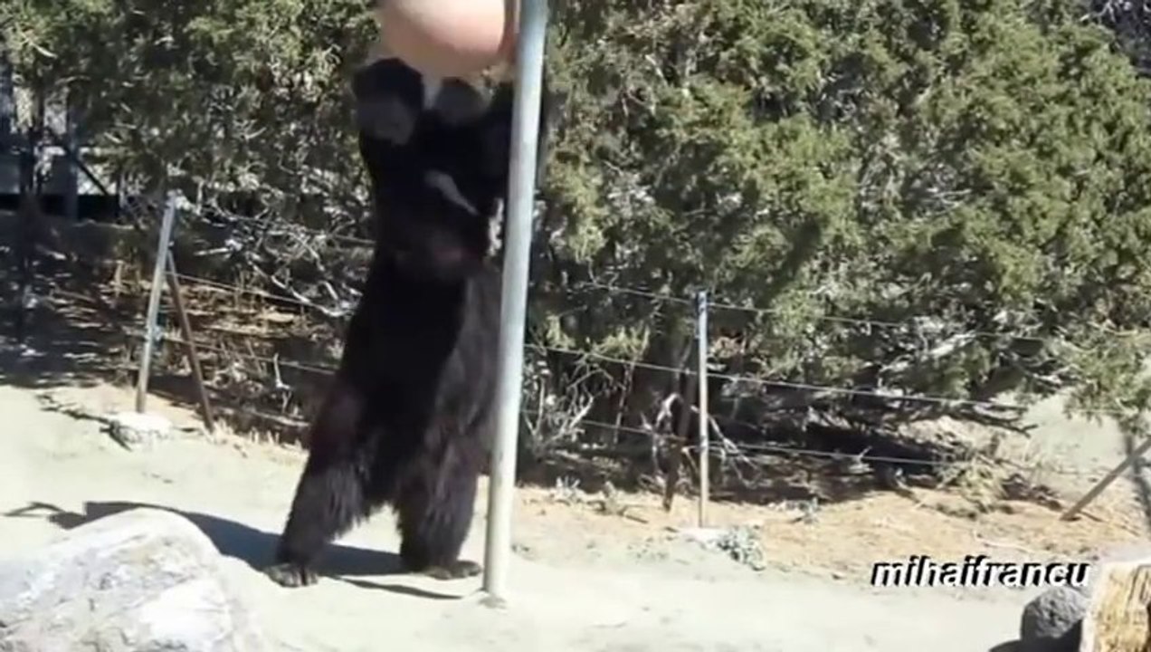 Des OURS qui agissent comme des humains - Nager, s'assoir, ouvrir des portes... Enorme!