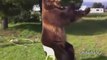 Great compilation of Bears Acting Like Humans Compilation