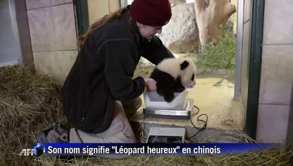 Le bébé panda du zoo de Vienne baptisé "Léopard heureux"