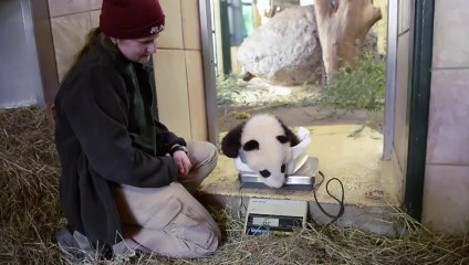 Vienna zoo names baby panda 'Happy Leopard'