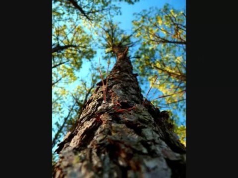 Obstáculos Cuento de Jorge Bucay