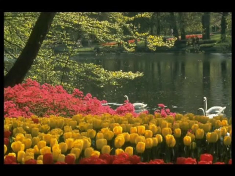 çiçekler yetirdim (sarma doktor ) kiya mehmet akca