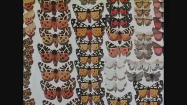 LES PETITES MARGUERITES - Bande-annonce VF