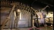 Rare dinosaur skeleton sells for £400,000 in UK auction