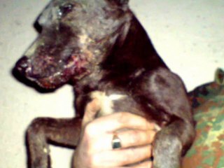 Ireland's worst animal cruelty must be banned