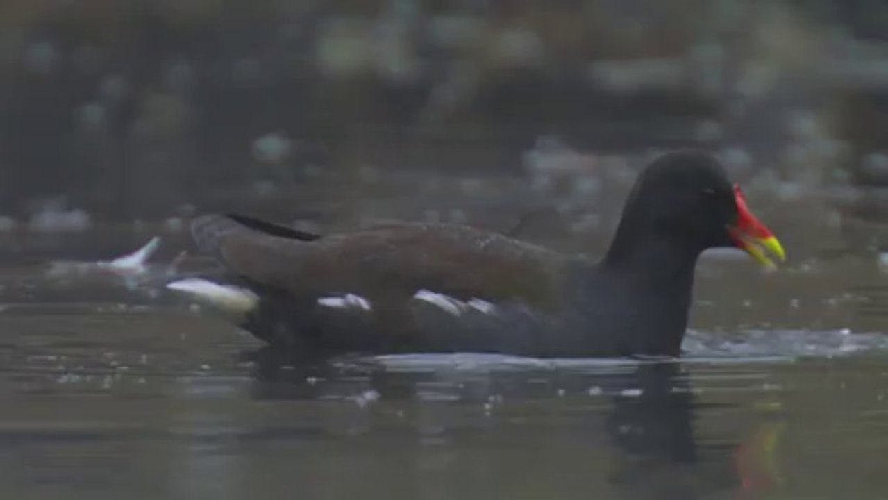 Poule d'eau en hiver.Visionner en HD 1080.
