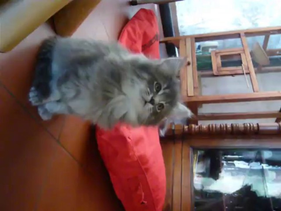 isis, chaton femelle grise bleue