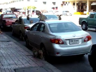 Lopburi en Thaîlande - des singes en liberté complète détruisent tout dans la ville
