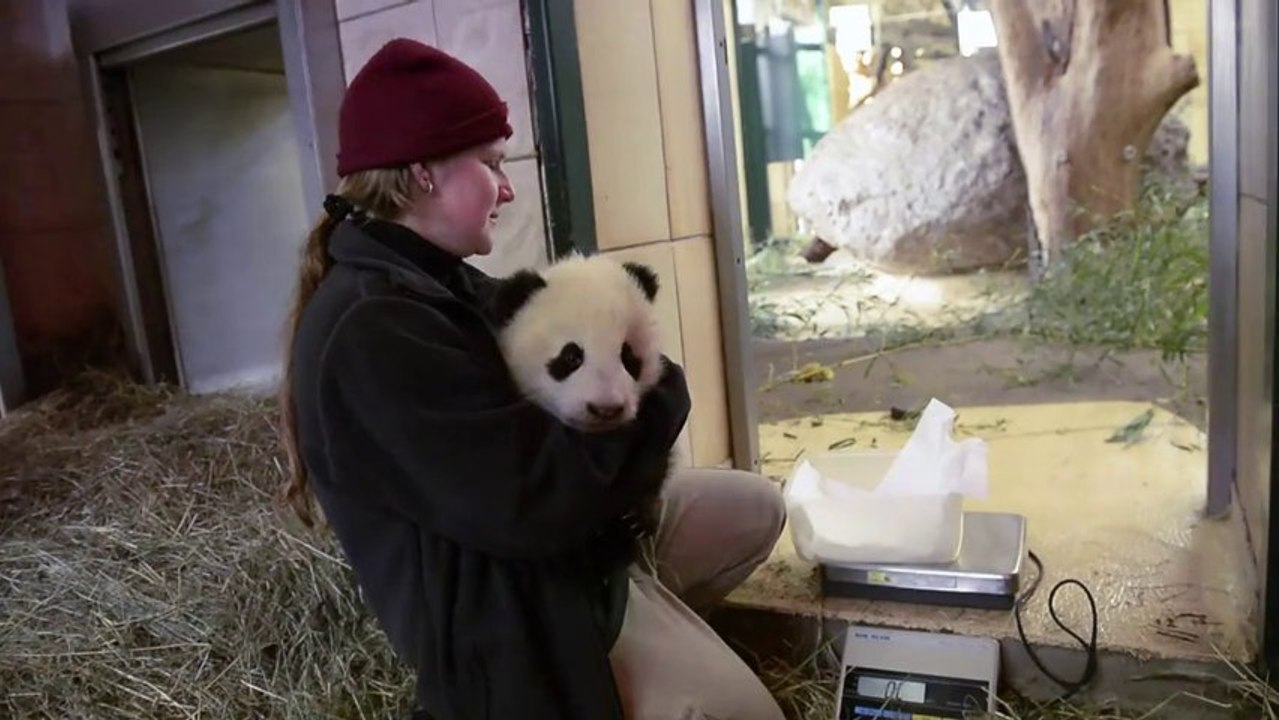 Fu Bao, el panda bebé de Viena