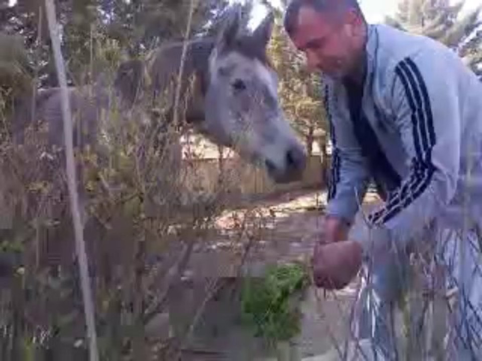 ŞAMPİYON TEKELİOĞLU 'NUN YAVRUSU