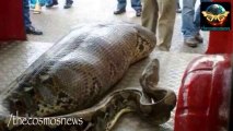 Python drunk man alive in India