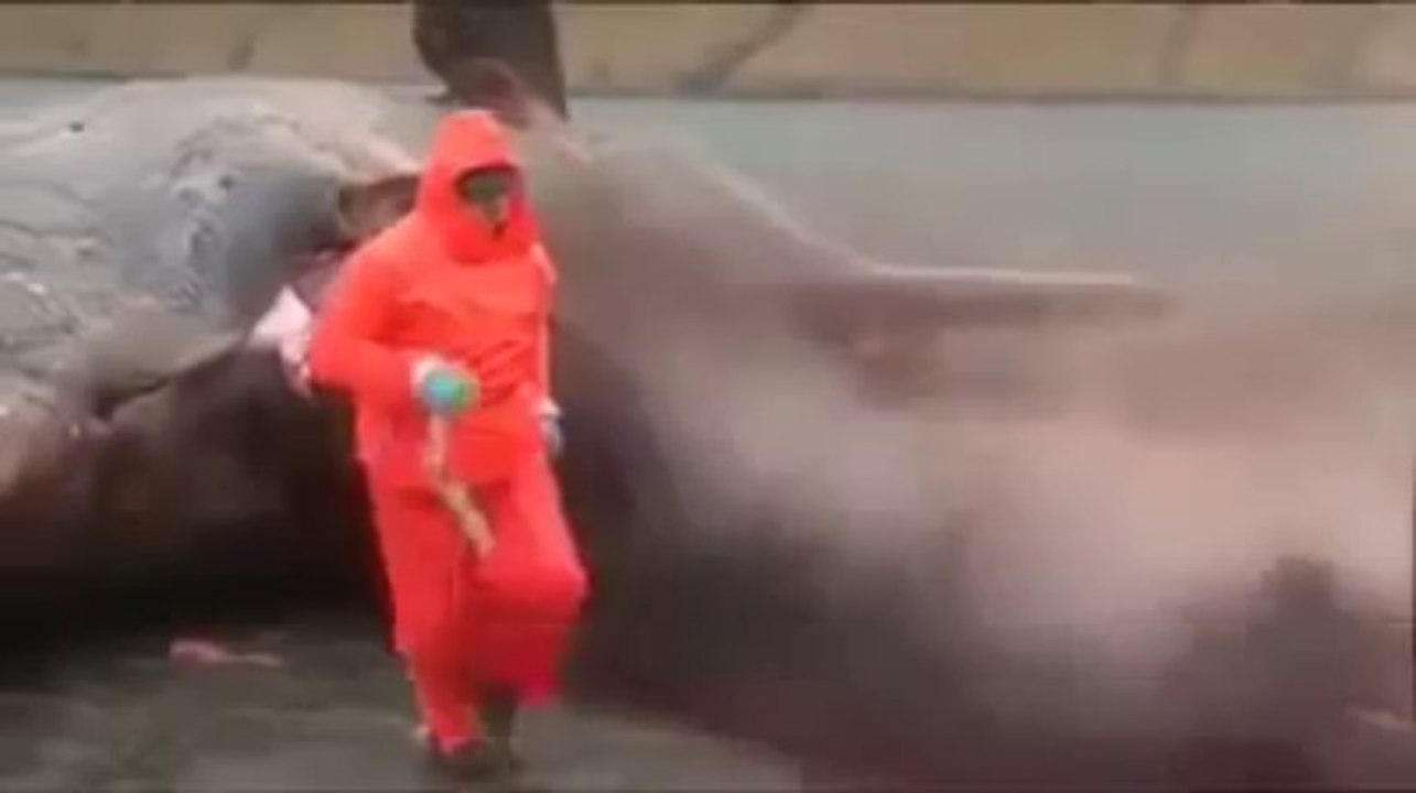 انفجار كرش حوت كبير لن تصدق