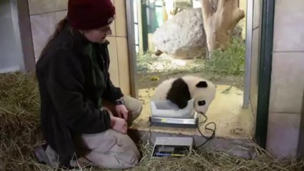 اطلاق اسم "الفهد السعيد" على الباندا الصغير في فيينا