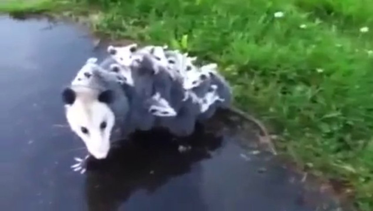 Maman Opossum avec 15 bébés.