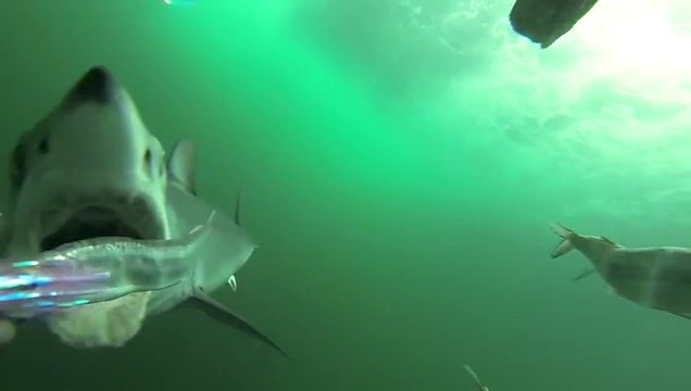 Attaque de requin filmée à la GoPro sous-marine.