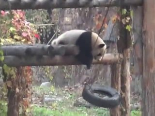 Panda Vs Swing
