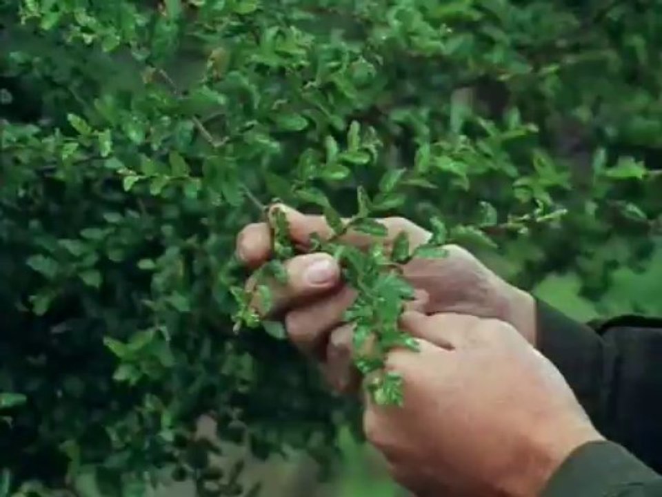 La Vida en la Tierra 09 - La Conquista de los Mamiferos