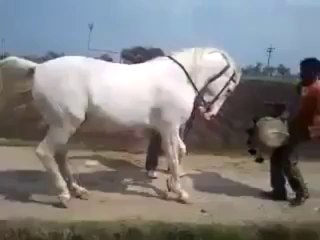 Horse With Dancing Skills By Hot Desi Video