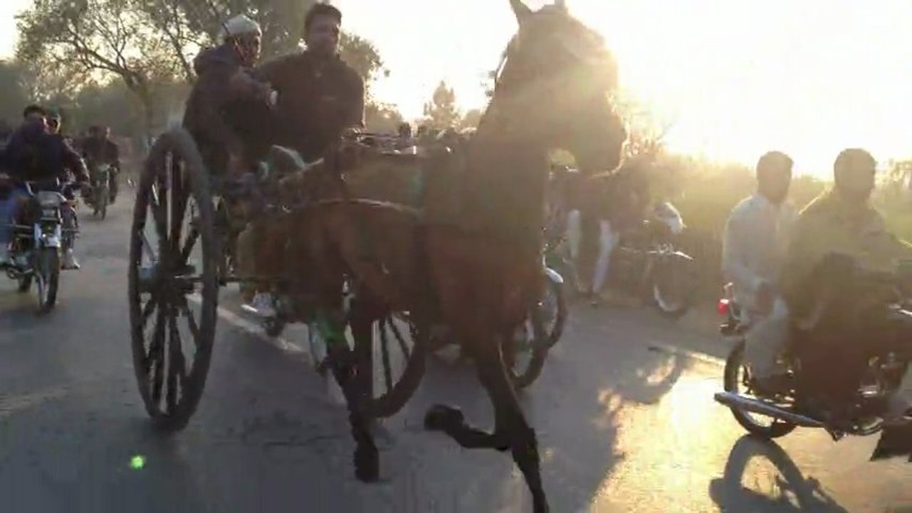 basharat zaman horse mujnu jumma try 29-11-13