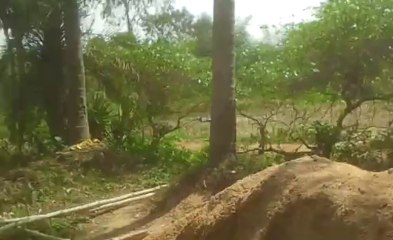 Monkey playing outside