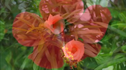 Pèlerinage en Terre Sainte 1ere semaine